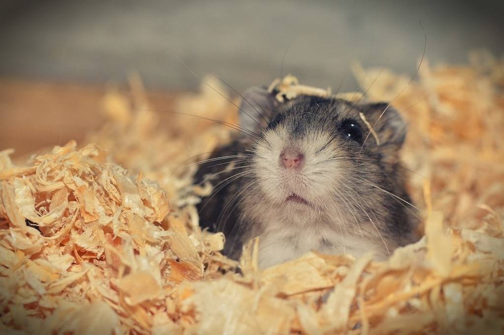 Bien choisir et s'occuper de son hamster