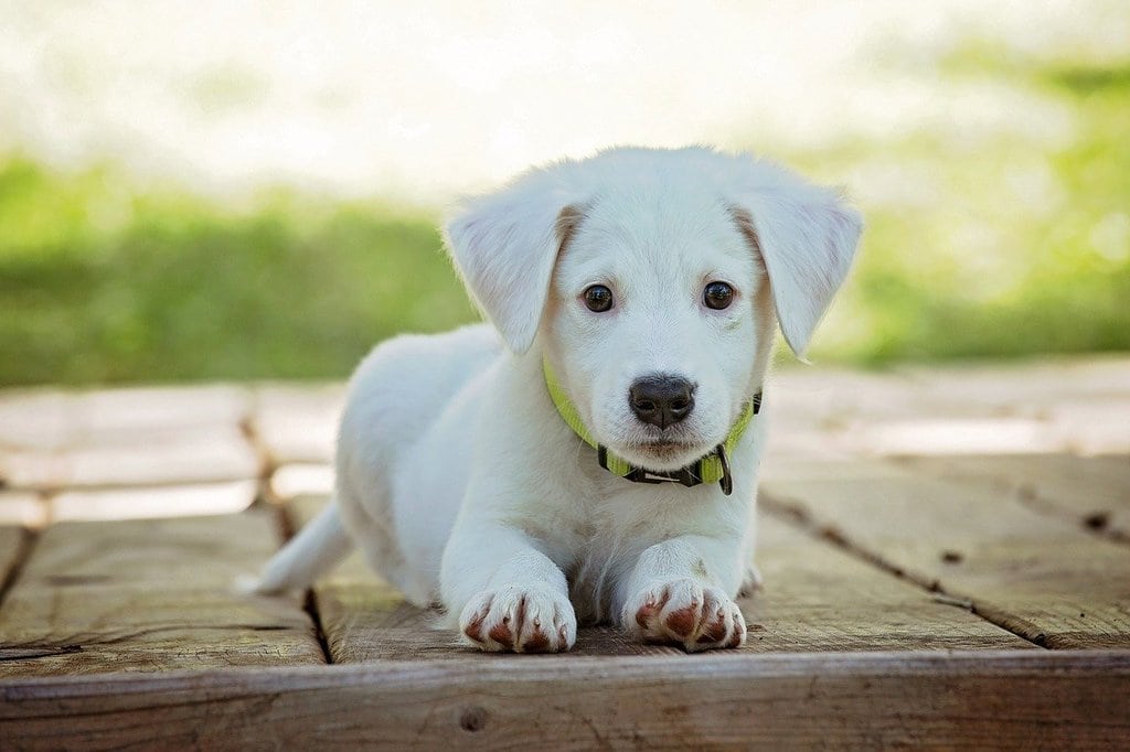 Comment bien éduquer son chiot à la maison ?