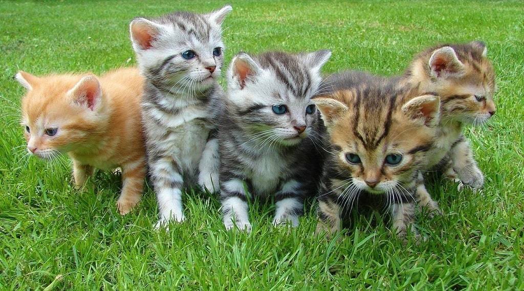 Comment introduire un nouveau chat dans votre foyer ?