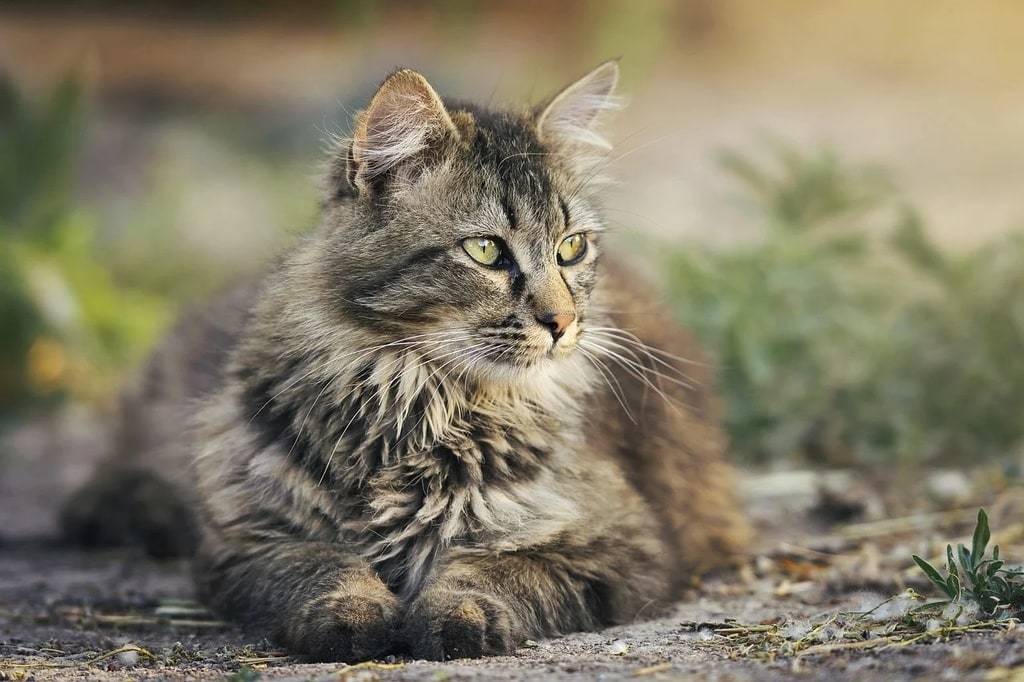 Les bienfaits de la stérilisation des chats