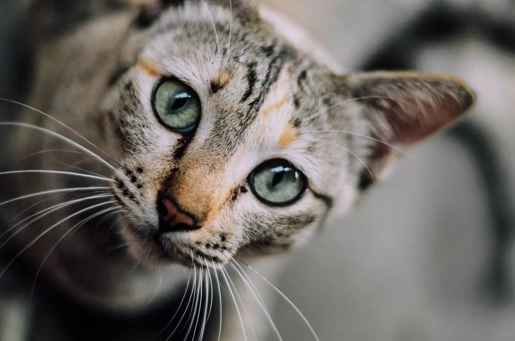 Les meilleures races de chats pour la vie en appartement
