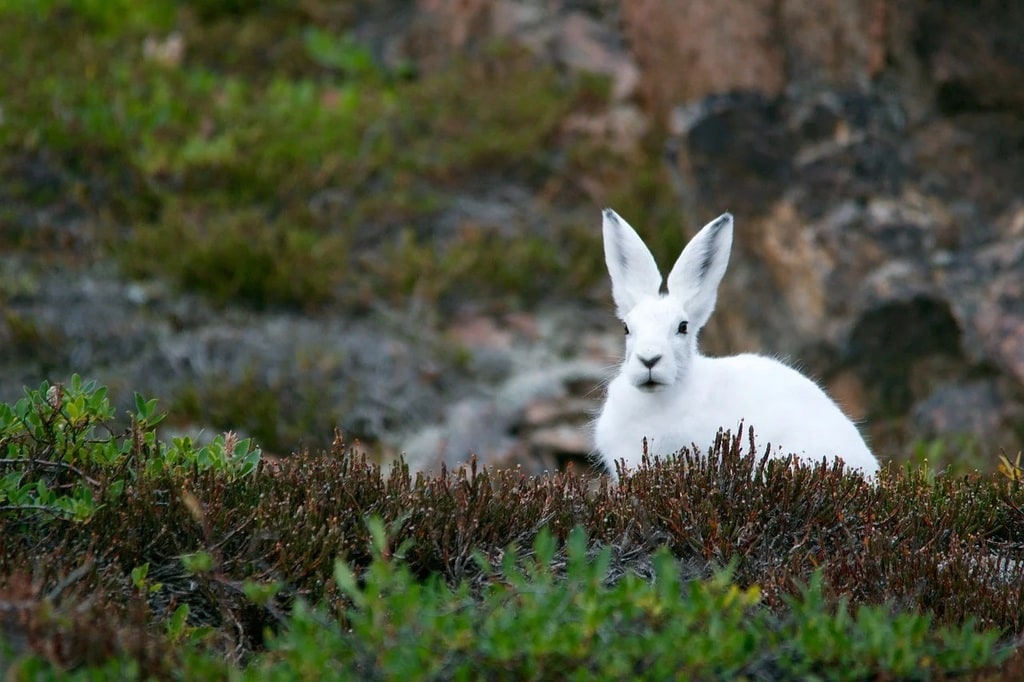 Prendre soin de votre lapin : alimentation et habitat
