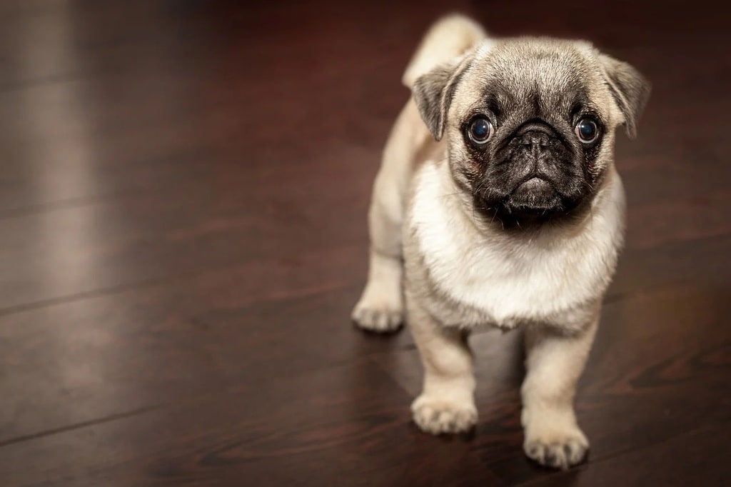 Prévenir et traiter les maladies courantes chez les chiens